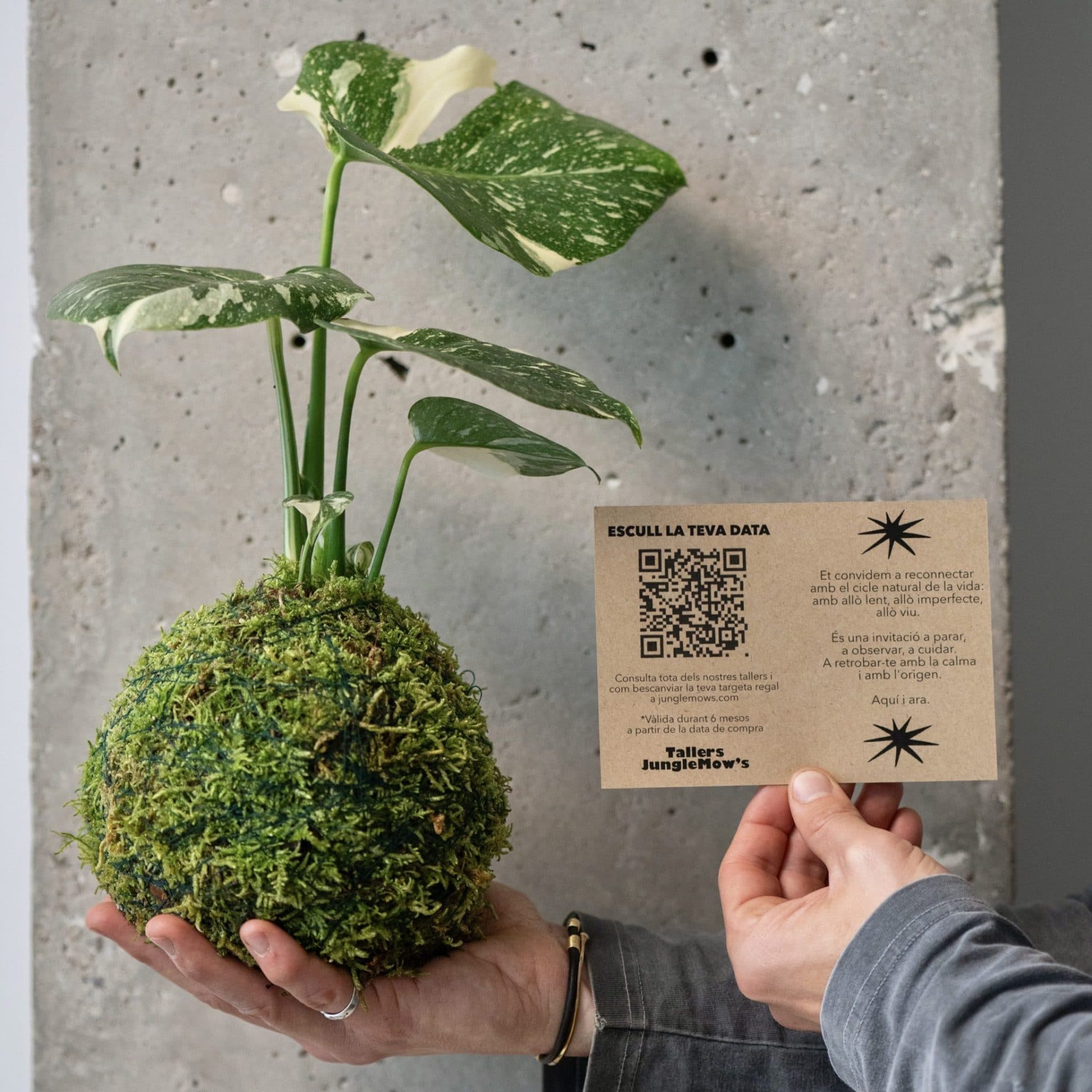 aprende a crear tu kokedama