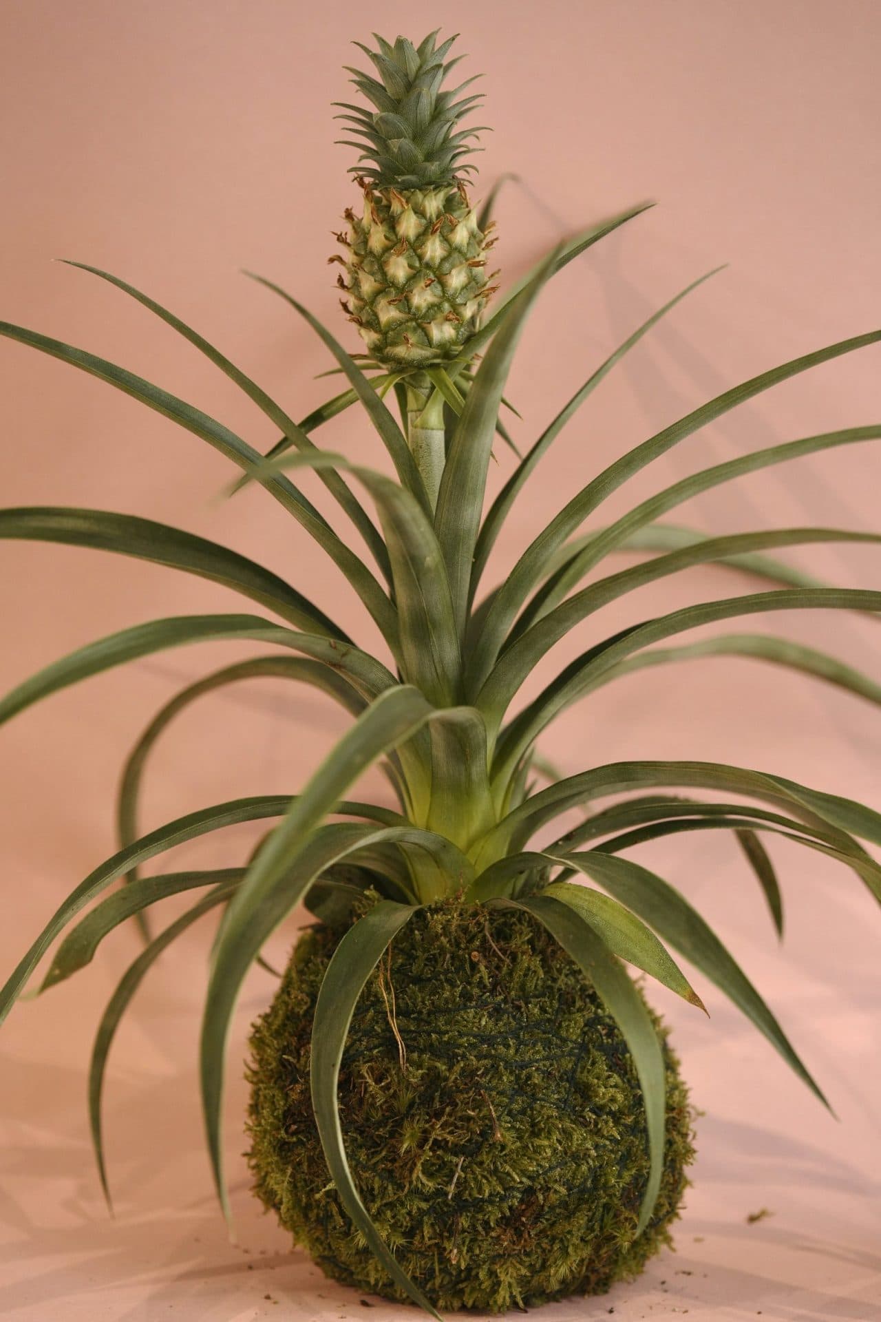 Kokedama Piña Ornamental