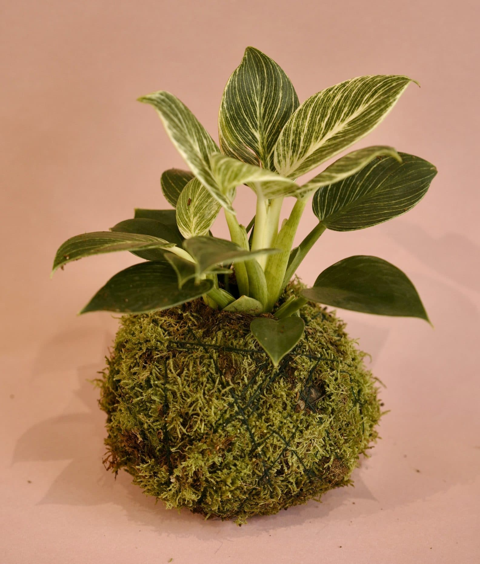 Kokedama Philodendron Birkin