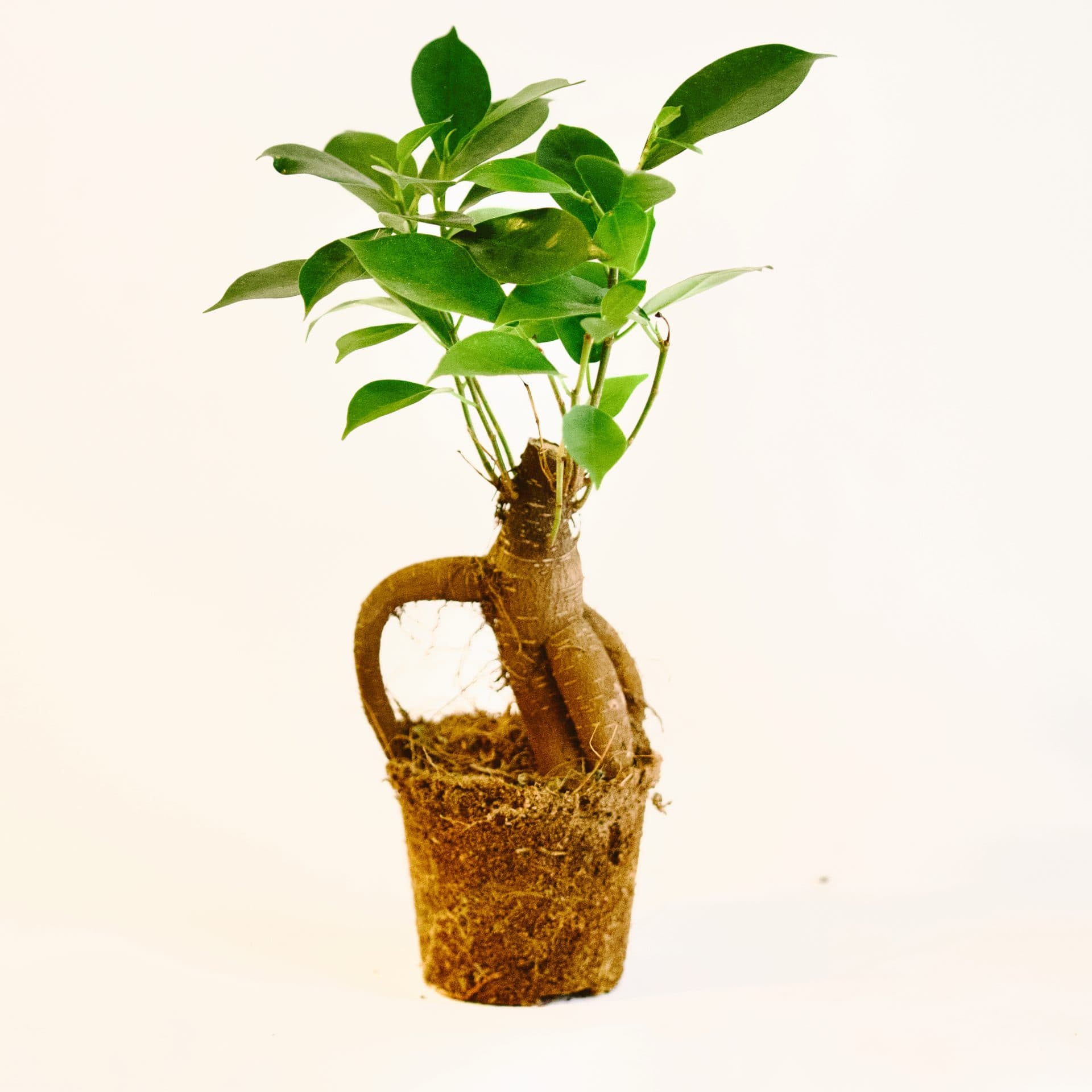 ficus ginseng microcarpa