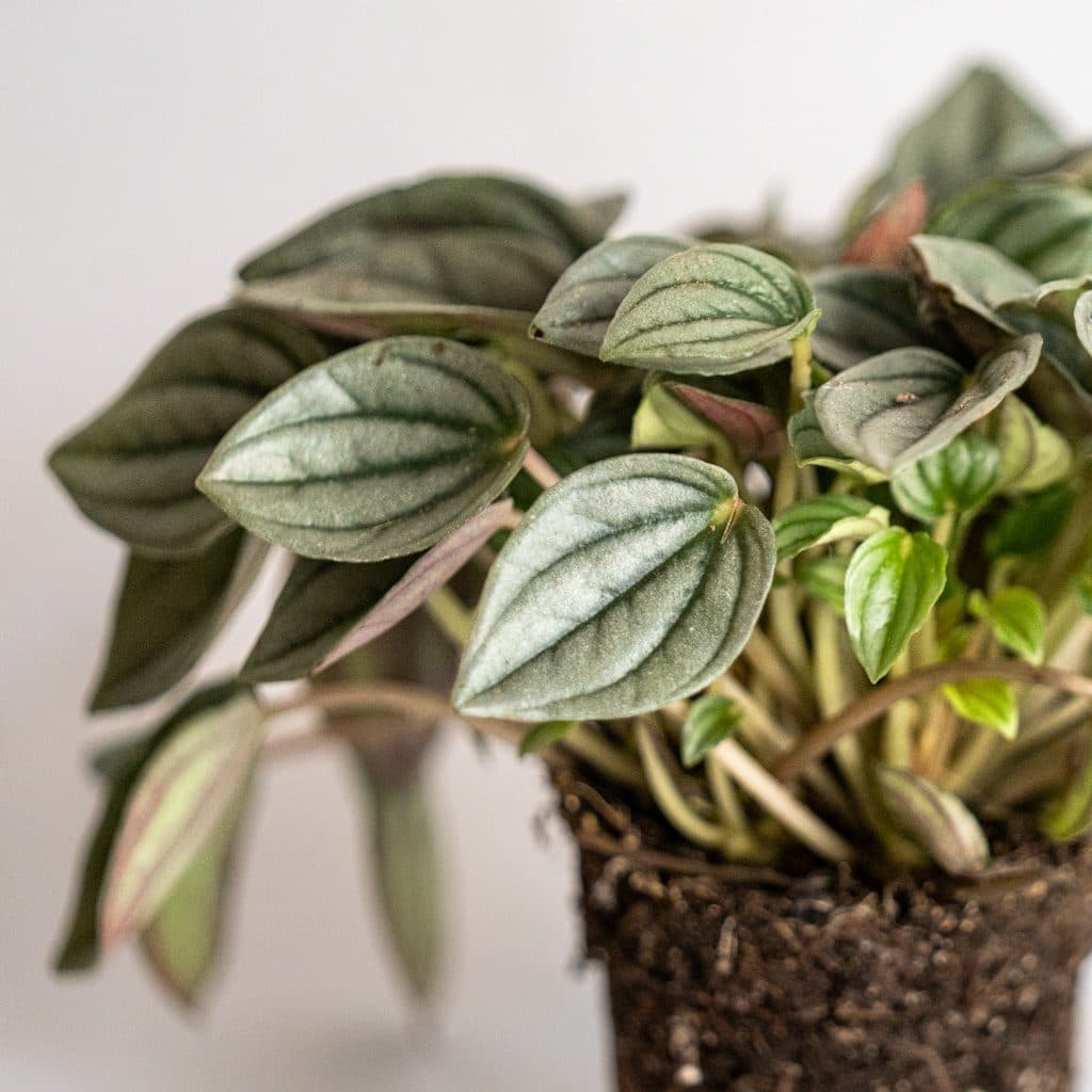 Peperomia caperata milano