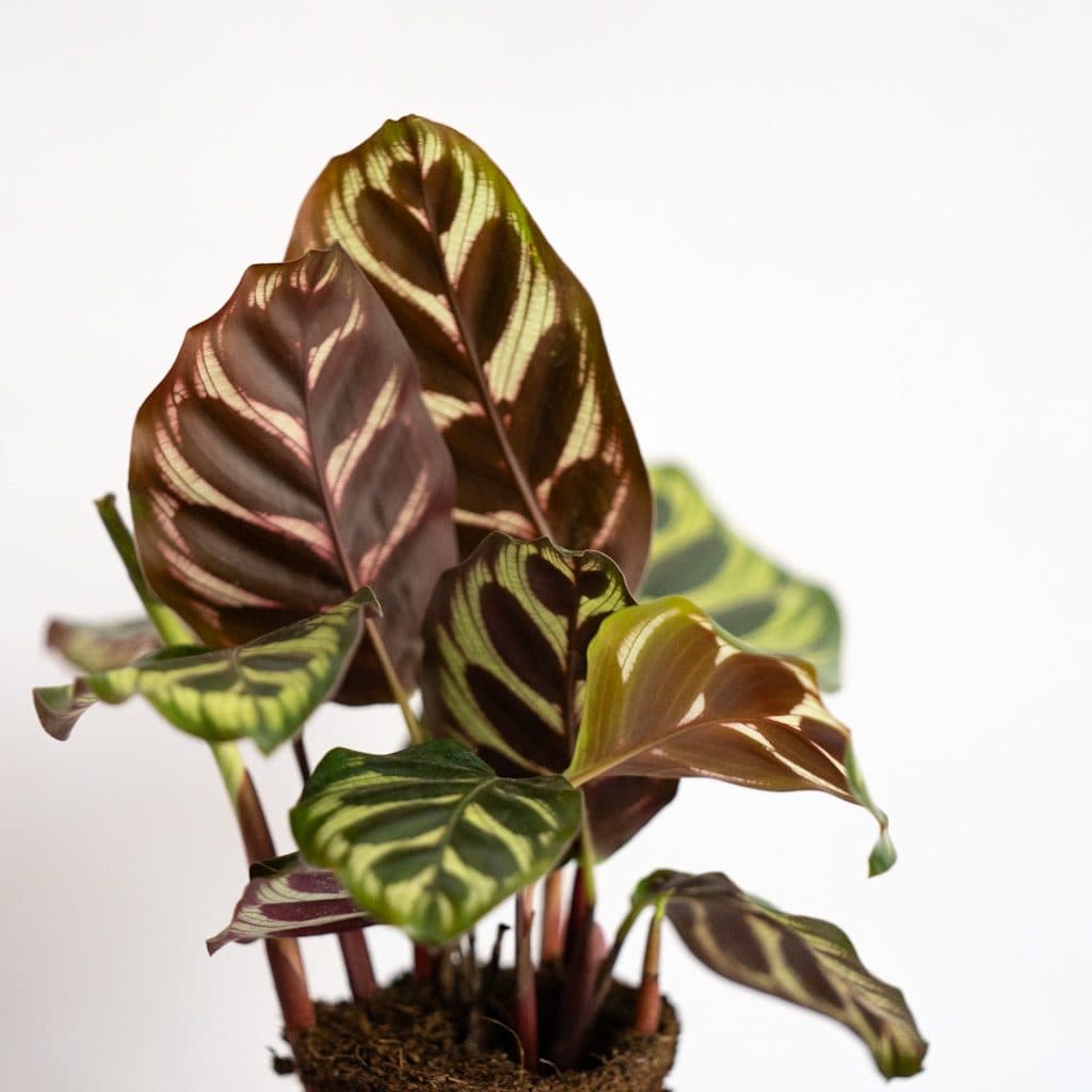 calathea makoyana mini