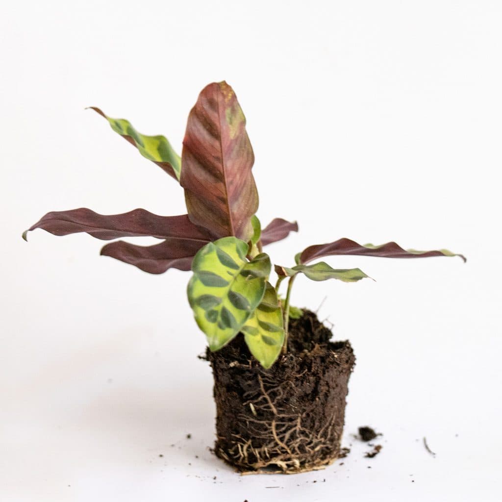 calathea makoyana mini