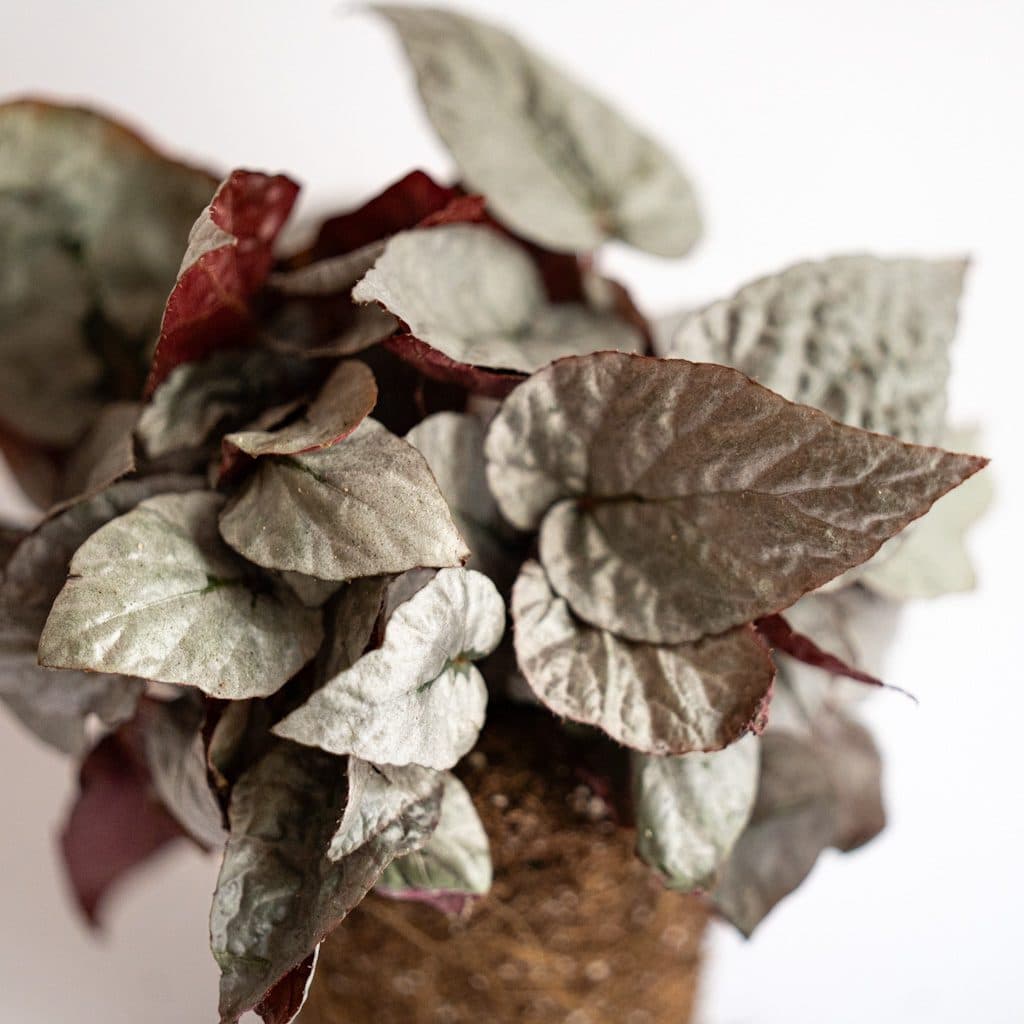 mini peperomia caperata