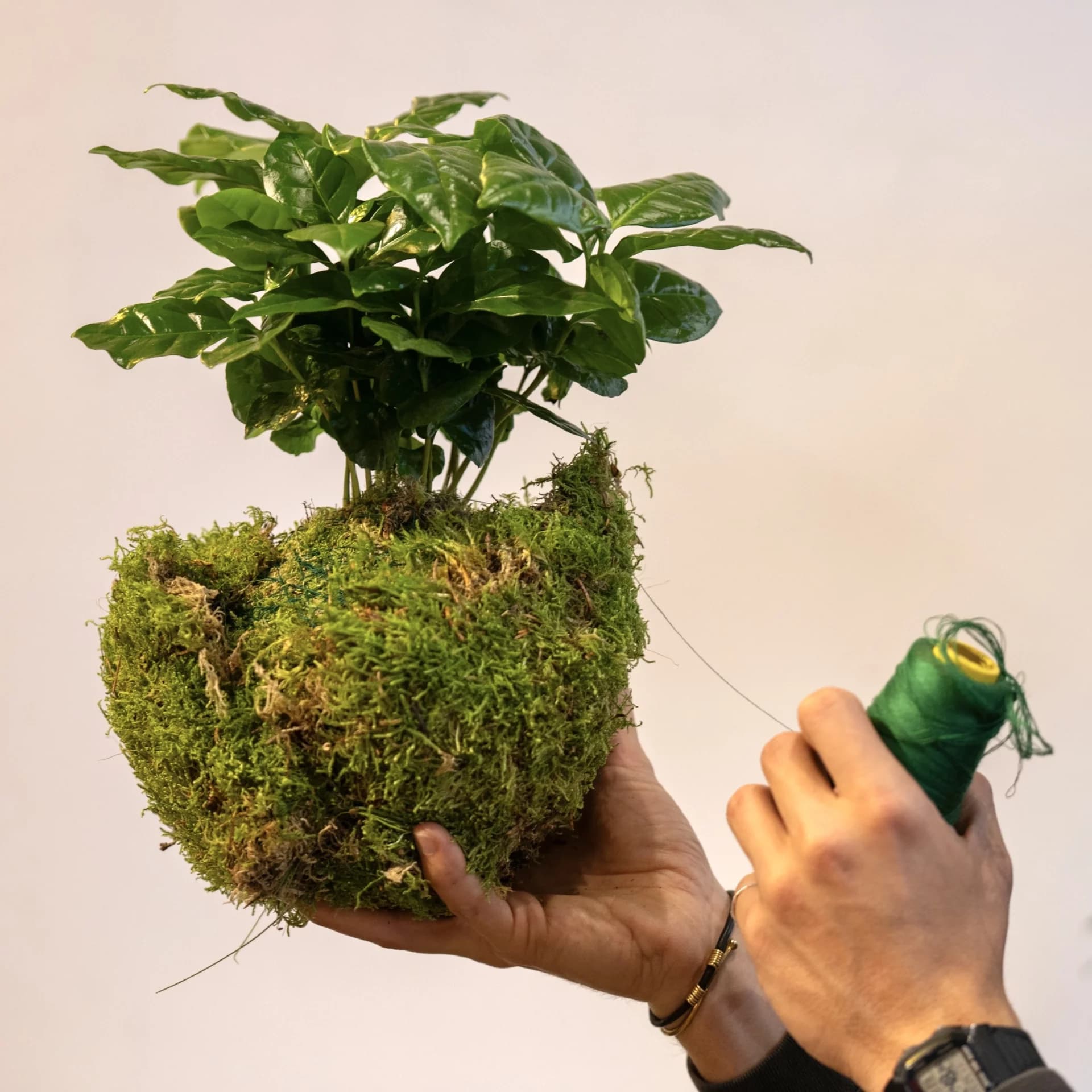 kit diy kokedama