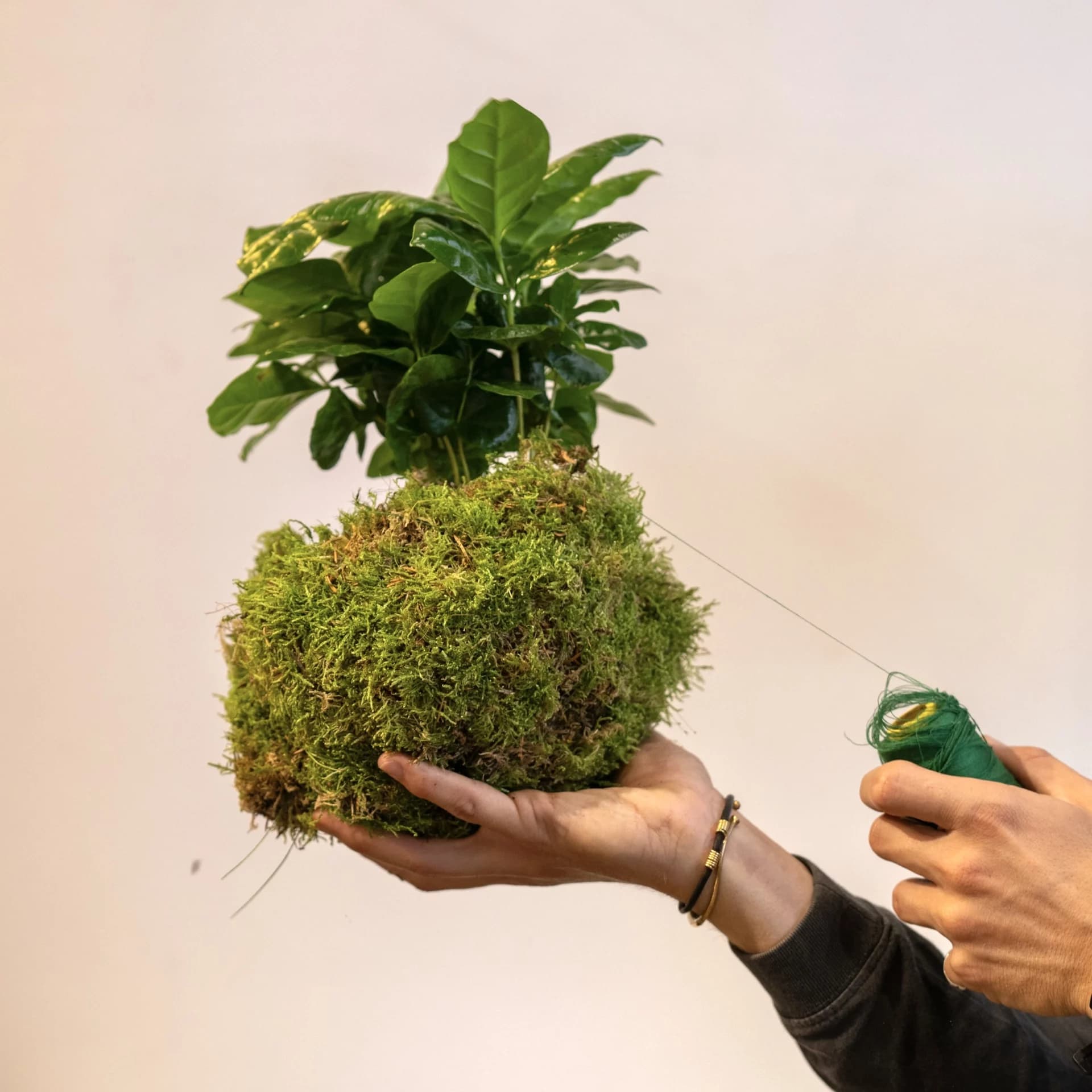 kit diy kokedama