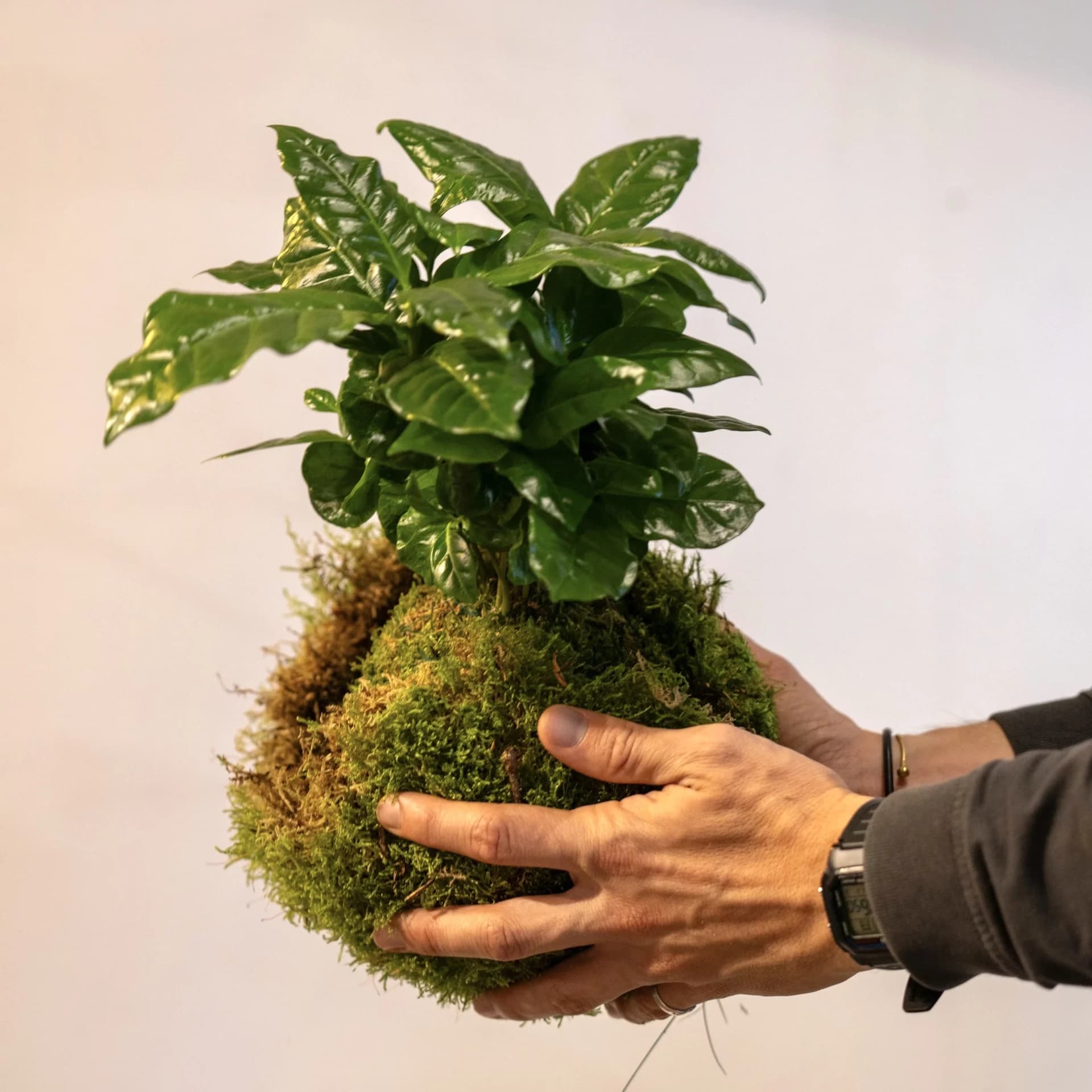 kit diy kokedama