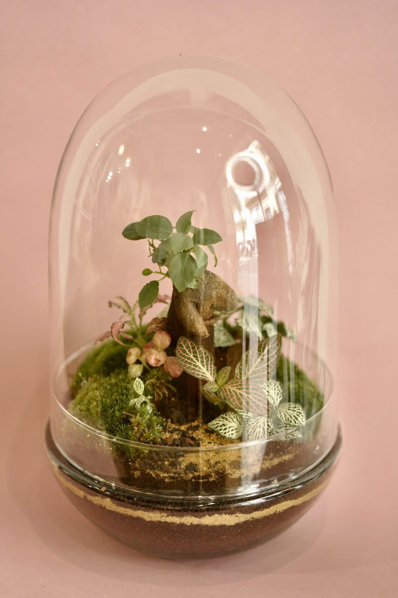 Terrario Cúpula con Bonsai