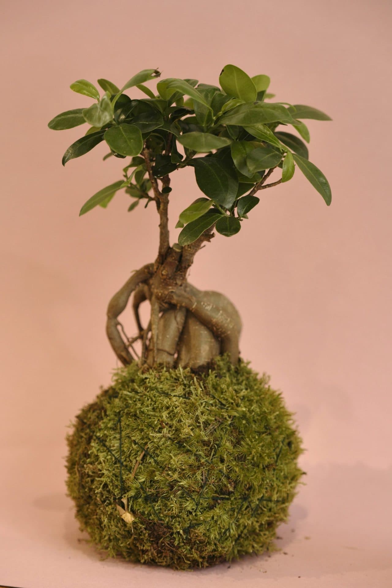 Kokedama Ficus Ginseng