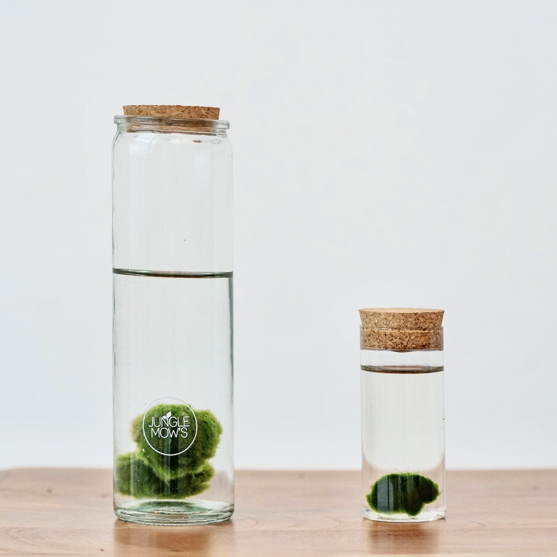 Marimo | Alga Acuática Decorativa