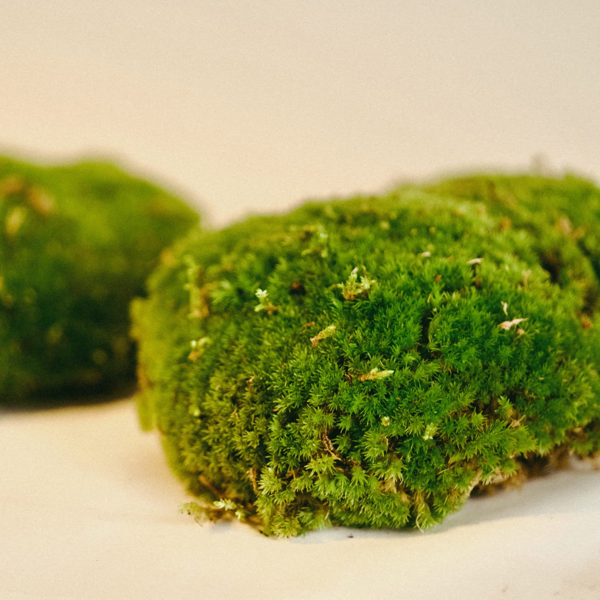 Musgo de Bola