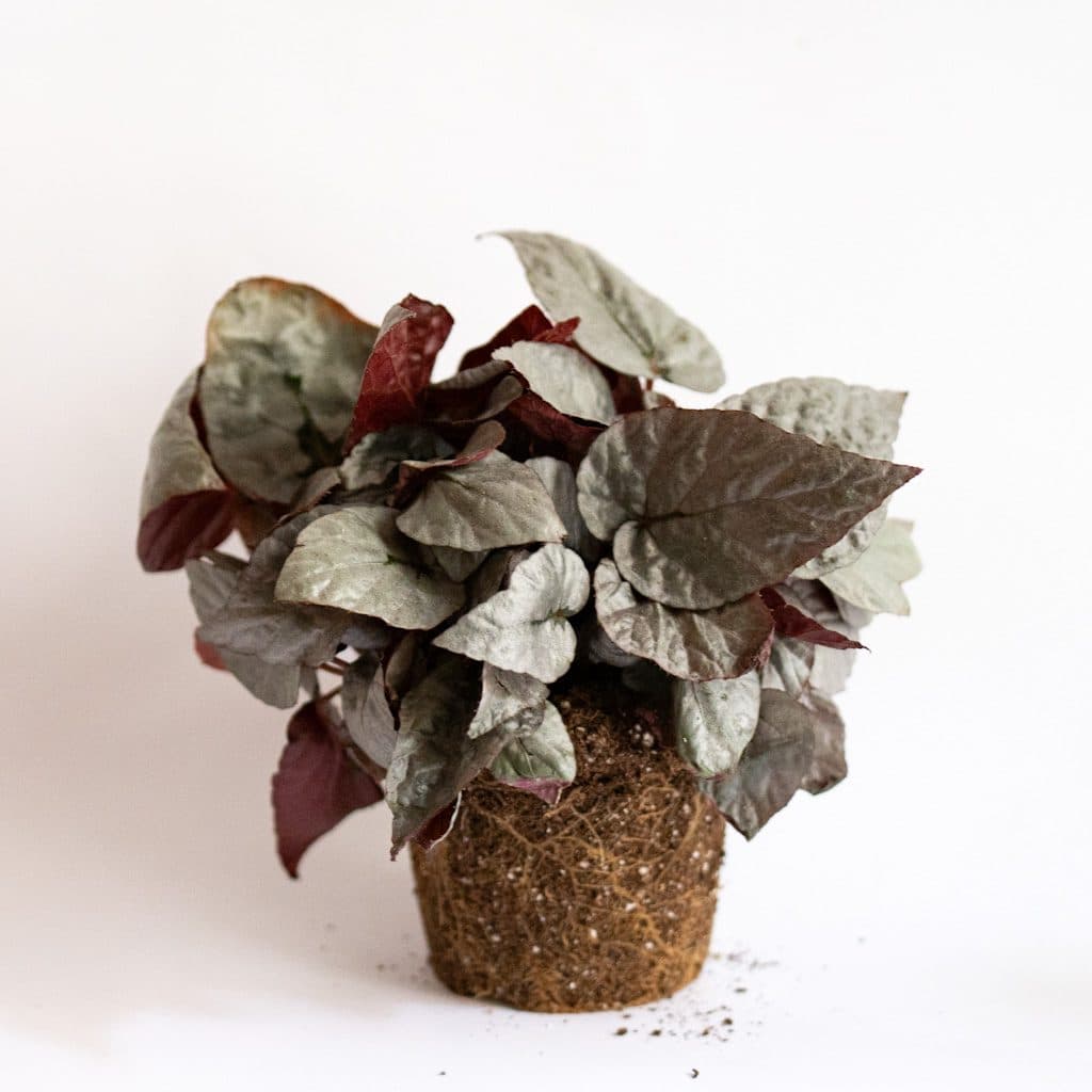 Begonia Rey Plateada (Begonia Rex Silver)