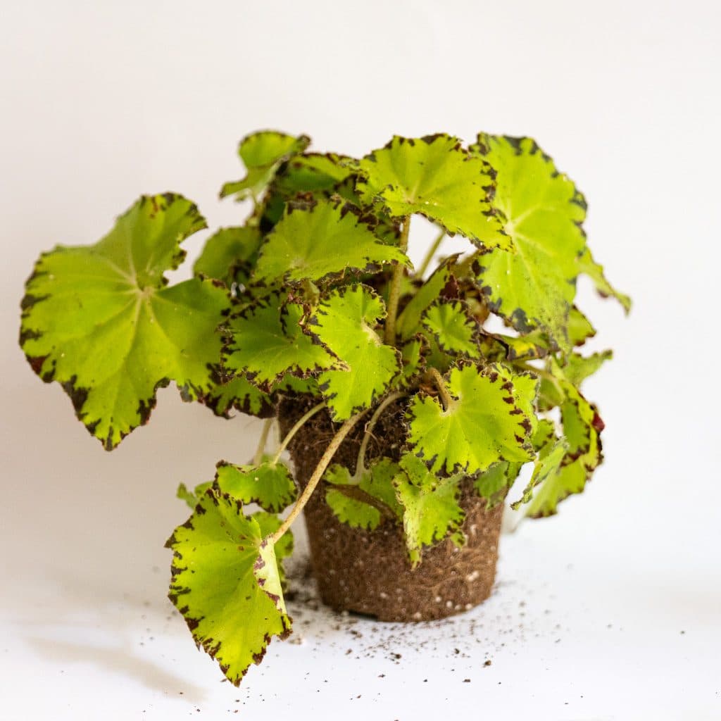 Begonia Rex Jive Mini (Begonia ornamental)