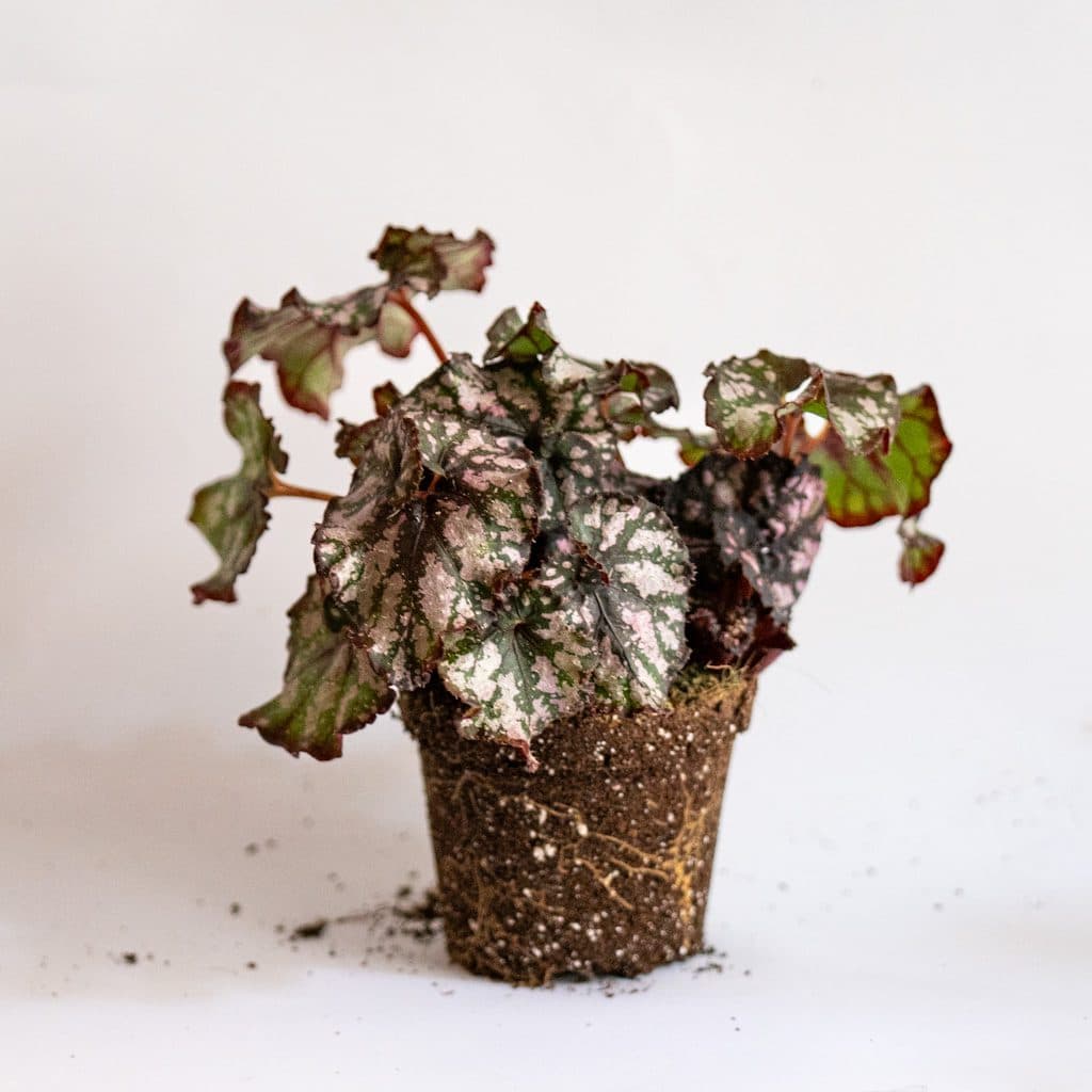 Begonia Rey Cumbia (Begonia Rex Cumbia)