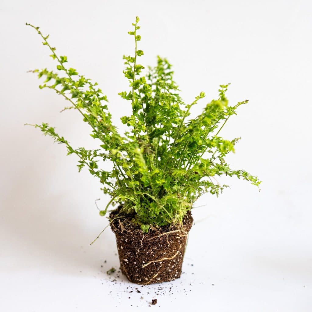Helecho Mini (Nephrolepis exaltata Bostoniensis)
