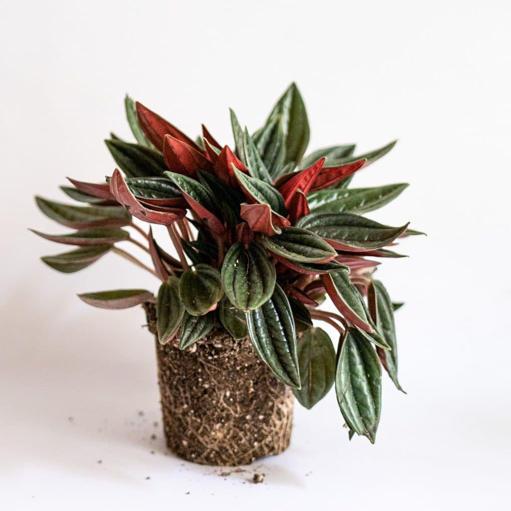 Peperomia Roja Mini (Peperomia caperata Rosso)