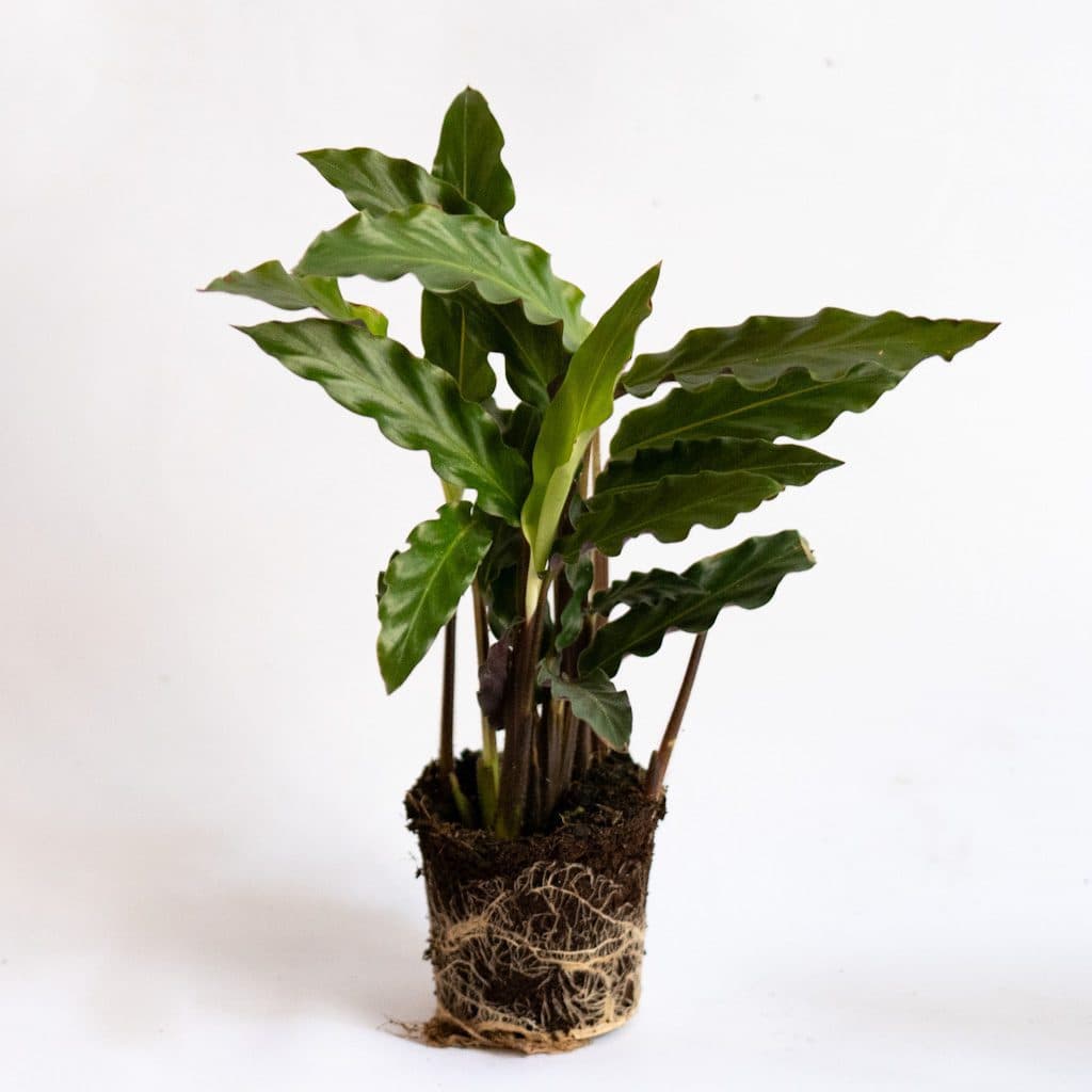 Mini Calathea rufibarba (Calatea terciopelo)