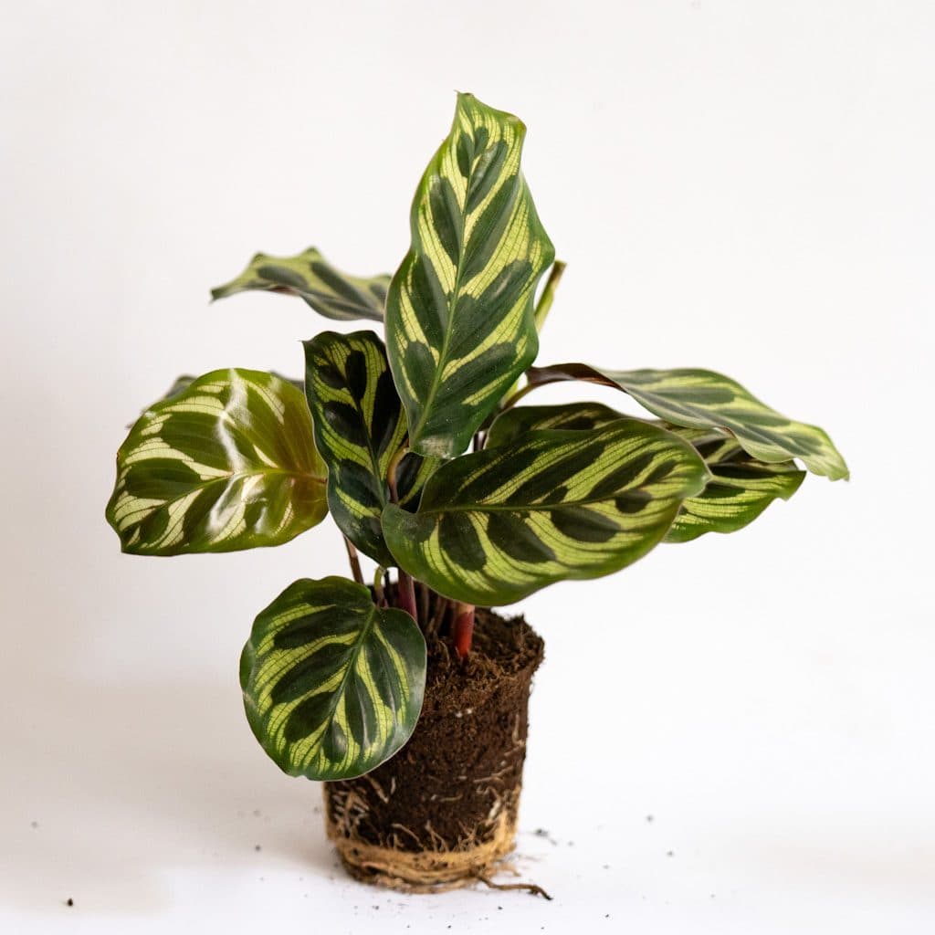 Calatea Mini (Calathea makoyana)