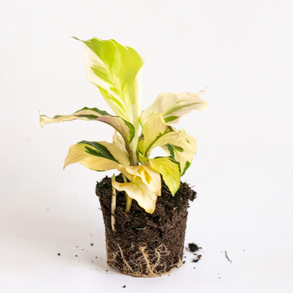 Mini Calathea Fusion Yellow (Goeppertia lietzei)