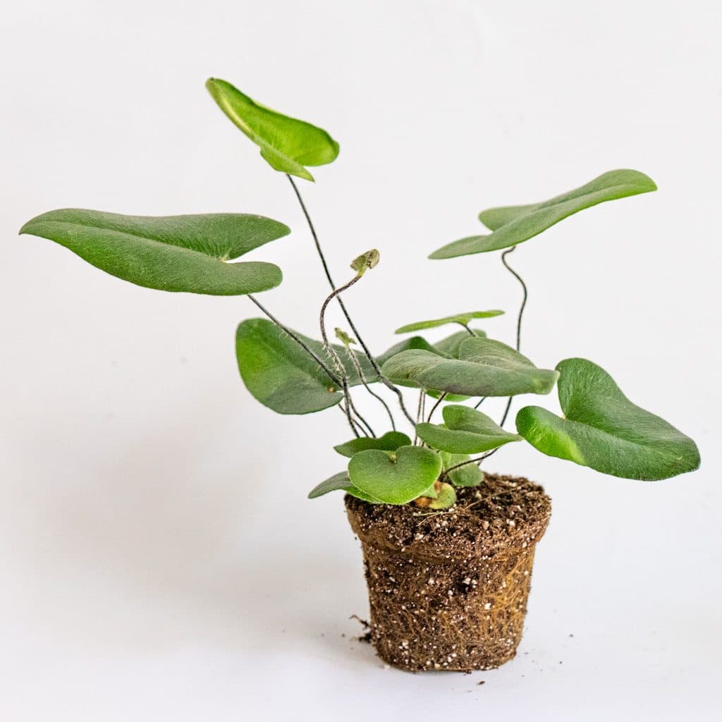 Mini Helecho Corazón (Hemionitis arifolia)
