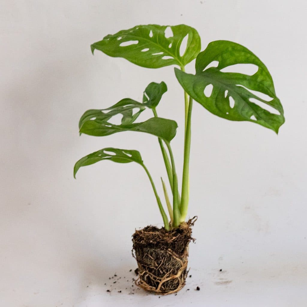 Mini Monstera adansonii (Monstera monkey mask)