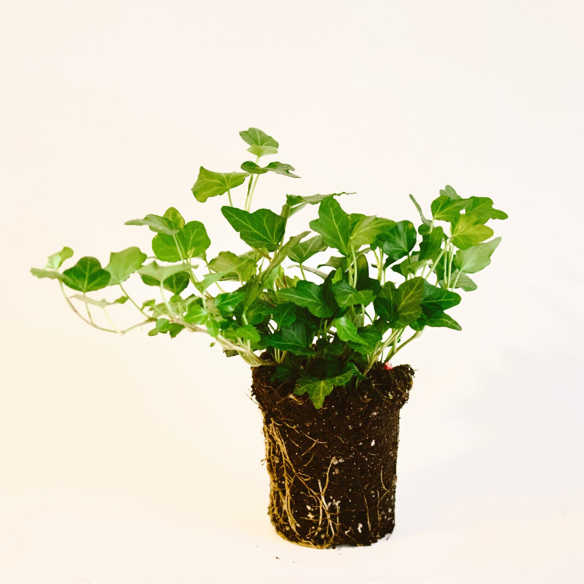 Hiedra común mini (Hedera helix)