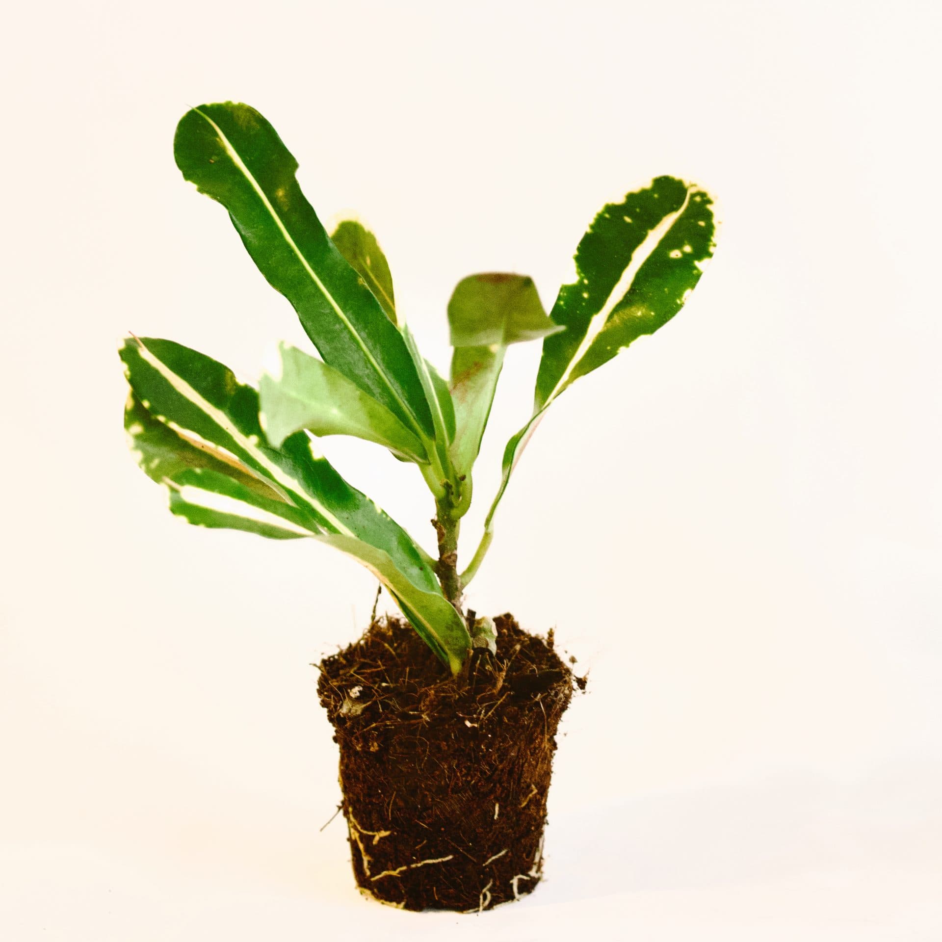 Croton mini (Codiaeum variegatum)