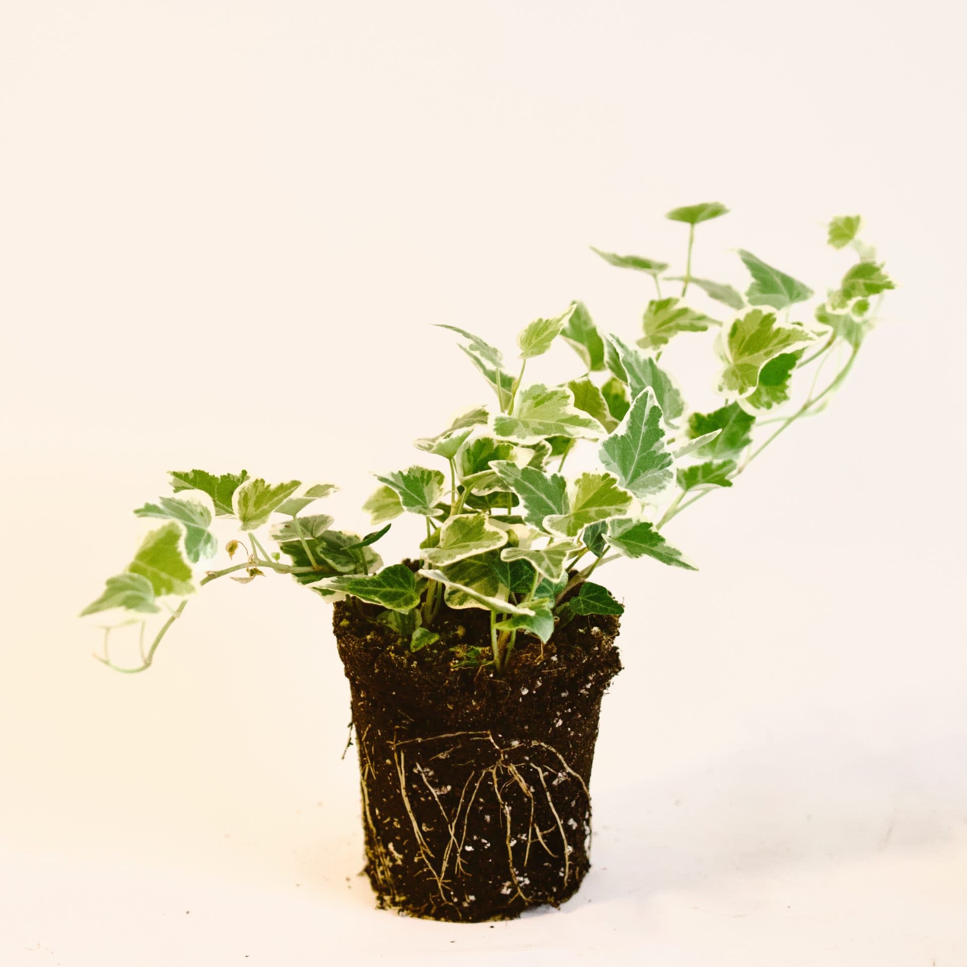 Hiedra blanca mini (Hedera helix variegata)