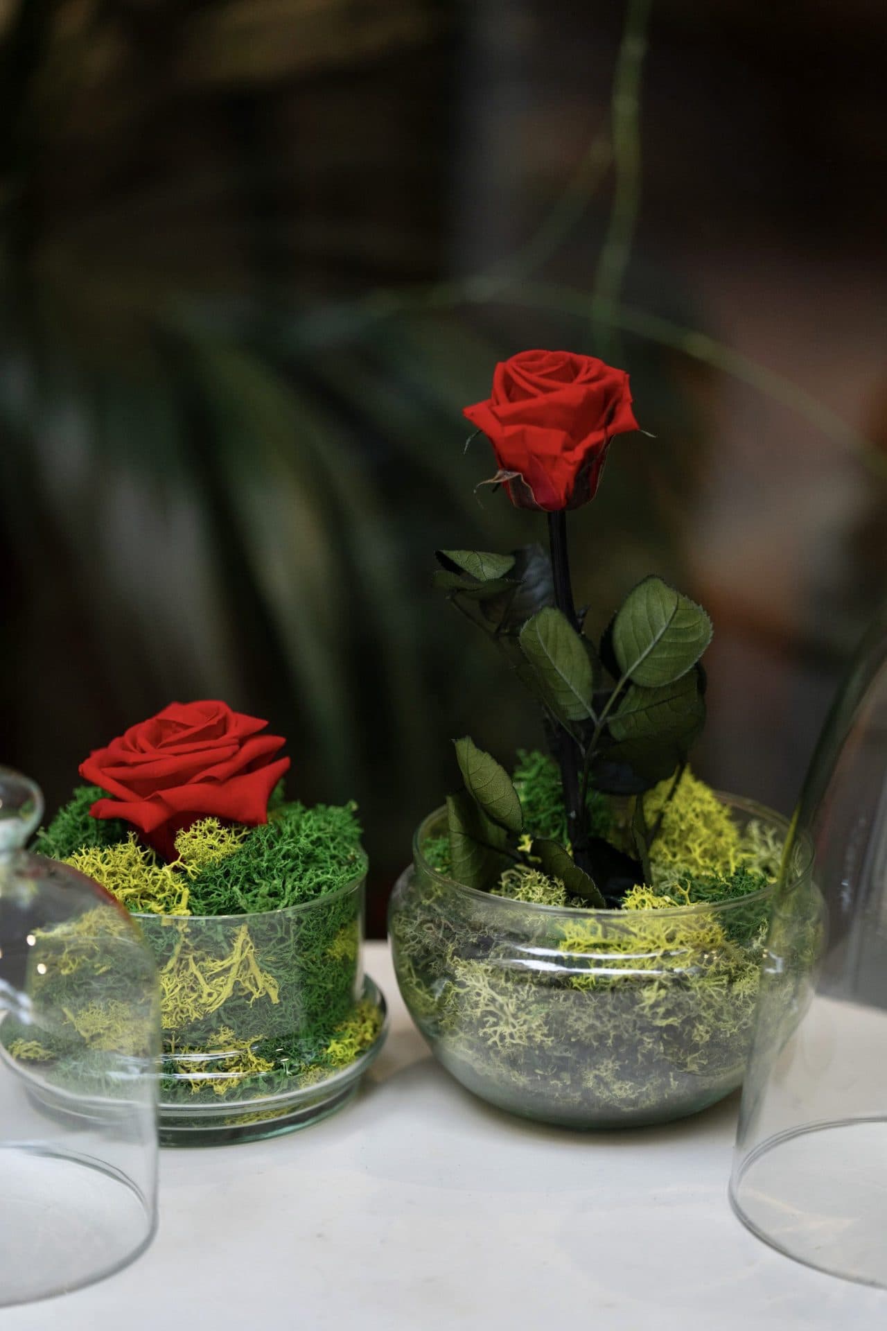 Rosa eterna natural – Cúpula Mediana