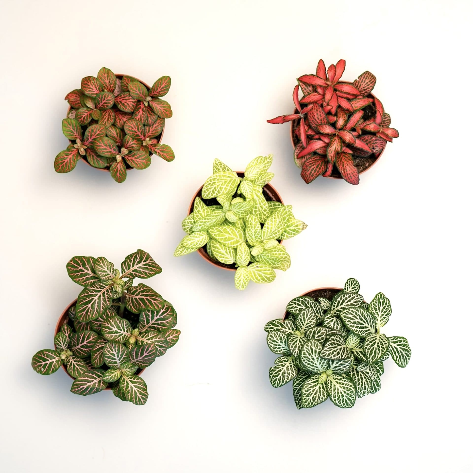 Pack de fitonias para terrario